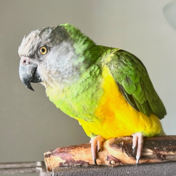 Meet your Posher, Annette - Picture 1 of 1